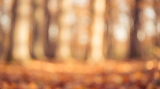 This beautiful photograph captures a soft focus view of an autumn forest floor covered in golden fallen leaves under a warm and glowing natural sunlight scene