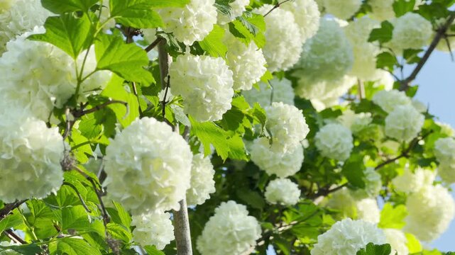 A snowball bush produces large round clusters of dense white blossoms. Bright green leaves frame the heavy floral spheres on slender branches. Gentle daylight creates a soft and peaceful spring scene.