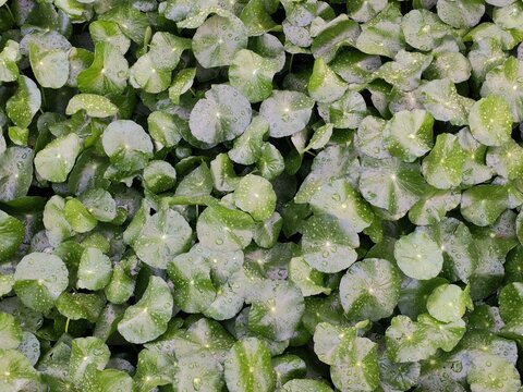 Fresh green pennywort leaves background, close up of hydrocotyle verticillata plant with water drops, nature organic texture for healthy food or herbal medicine concept