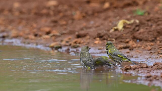 Greenfinches (Chloris chloris) bathing joyfully by the water's edge. 