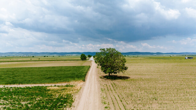 Aerial view of a dirt road stretching through vast agricultural fields with a solitary tree under a cloudy sky in Novi Sad, Vojvodina, Serbia.