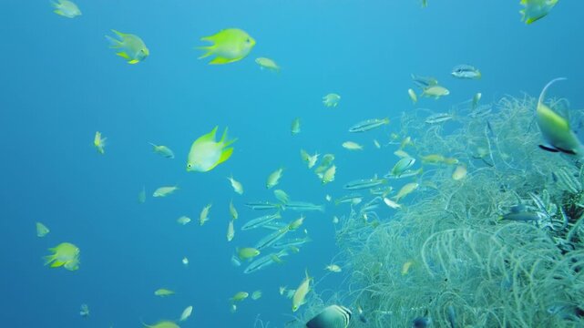 A school of tropical fish in blue water. Beautiful underwater world. Shoal of fishes. Leyte, Philippines.