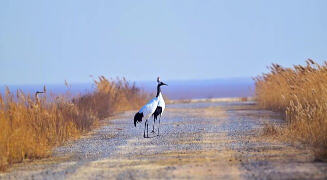 Redcrowned cranes walking on a gravel road in a wetland nature reserve