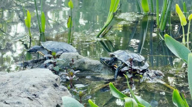 Two red-eared slider turtles rest on wet stones along the water bank. Green aquatic plants stand tall around them. The calm, clear surface reflects the beautiful natural surroundings.