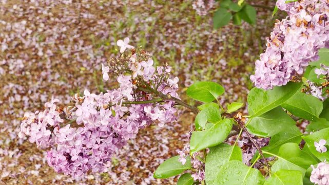 A branch of purple lilacs with wet green leaves reaches across the frame. Fallen blossoms cover the ground in a soft, blurred pattern underneath the plant. Water droplets cling to the foliage