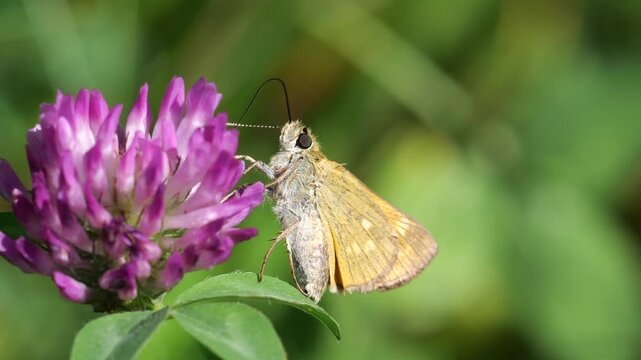Closeup of Large skipper (Ochlodes sylvanus) that feeds on nectar of the red clover (Trifolium pratense), on Slow motion.