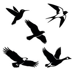 Obraz premium Flying Birds Silhouette Set – Eagle, Hummingbird, Swallow, Goose Vector Collection