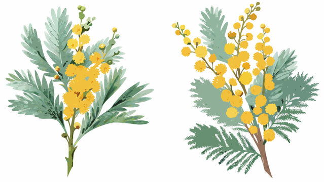 Two watercolor illustrations depicting mimosa branches with yellow spherical flower heads and fern like foliage acacia botanical branch flora floral flowers