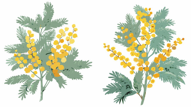 Two botanical illustrations of mimosa branches with yellow flowers and muted green foliage on a white background acacia branch flora floral