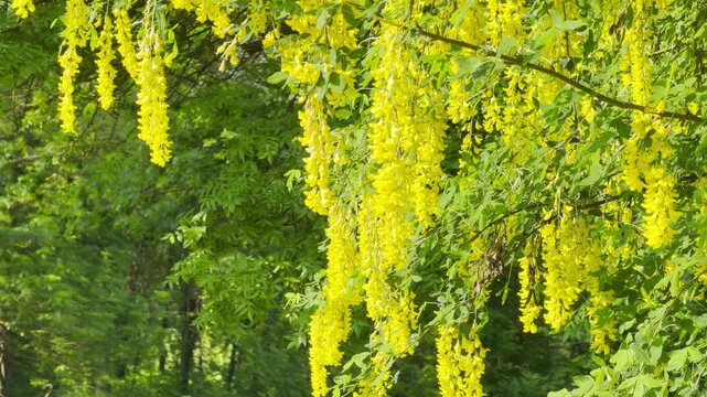 Bright golden blossoms hang in dense clusters from a green tree. The vibrant yellow petals contrast beautifully with the dark green leaves. Sunlight illuminates the peaceful natural woodland setting.