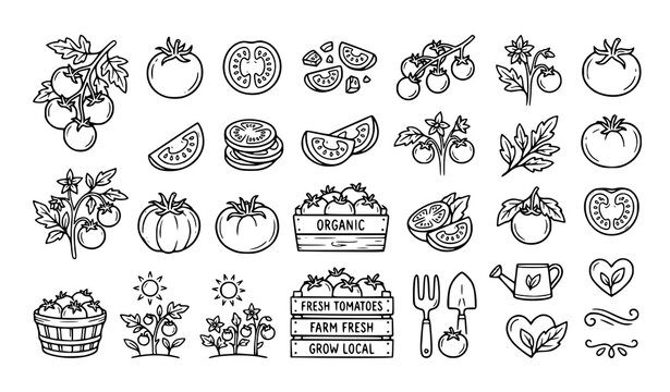 Hand drawn tomato vegetable doodle icon vector set with fresh food clipart
