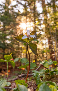 Painted trillium in morning light, NB, Canada. 
