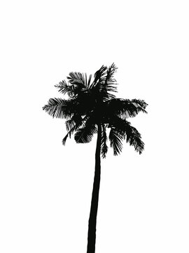 Silhouette of palm trees. Isolated plam tree on the white behind the beach view. Wonderful wallpaper, creative silhouette design,plam tree art.