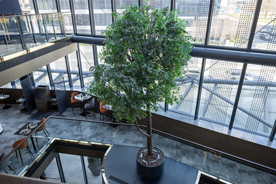 Modern building atrium with large indoor green tree and glass facade