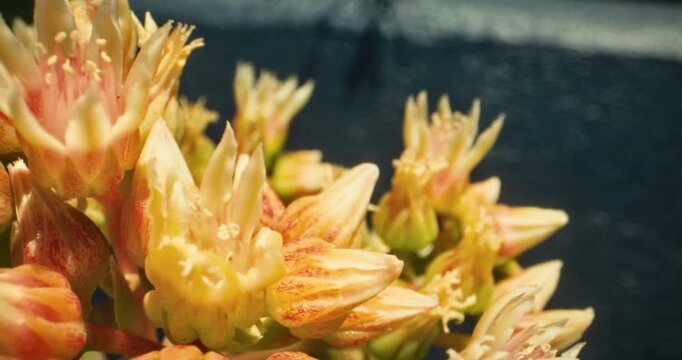 Steady cam, slow motion movement across yellow, spring flowers to bumblebee collecting pollen