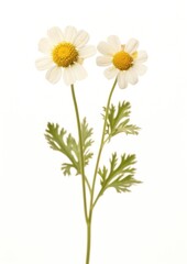 Obraz premium Real pressed a single minimal Feverfew flower plant daisy.