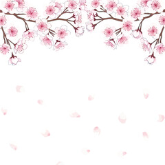 Fototapeta premium Cherry blossom sakura flower spring bloom, floral branch pink petals Japanese cherry, seasonal nature art design
