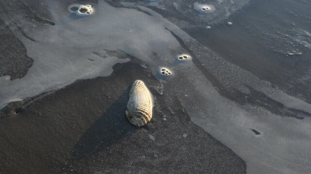 A False Angel Wing (Cyrtopleura costata), a species of bivalve mollusk known for its brittle, white shell with prominent radiating ribs.