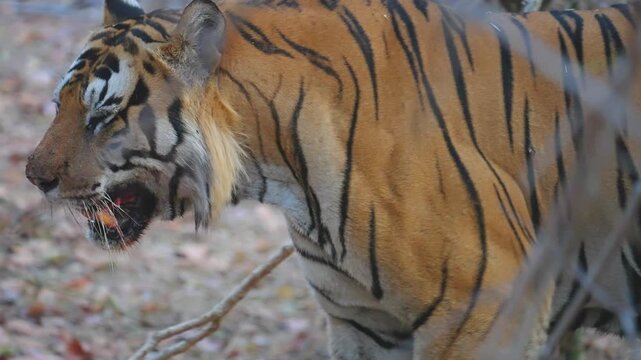 Close-up tiger reveals intricate striped pattern rippling across powerful shoulder blades&mdash;nature's perfect predator design.
