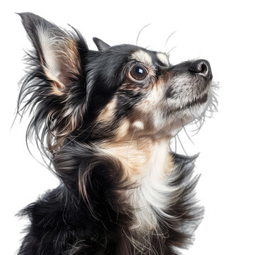 Chihuahua dog portrait looking up transparent background
