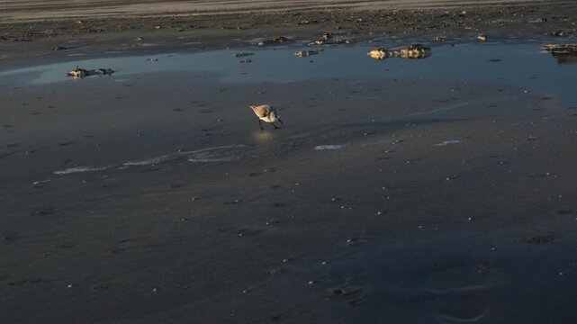 Louisiana, wide sandy shoreline of the Gulf of Mexico at sunset in the evening light. A Sanderling (Calidris alba)