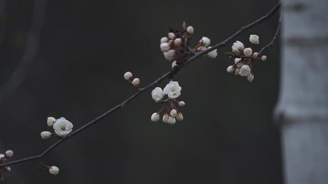 Tracking shot of spring blossoms on a flowering tree branch. The camera moves smoothly along the branch as white flowers with pink centers stand out against a soft gray blurred background, creating a 