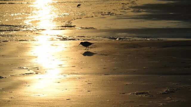 Louisiana, wide sandy shoreline of the Gulf of Mexico at sunset in the evening light. A Sanderling (Calidris alba)