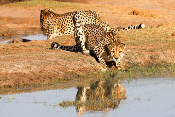 Cheetahs by a pond © David