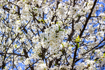 Obraz premium Looking up through densely flowering white blossom branches spread across a clear blue sky, with small green leaves just emerging. Ideal for spring, nature, and seasonal content.