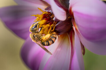 Abeille qui butine une fleur © Laurent