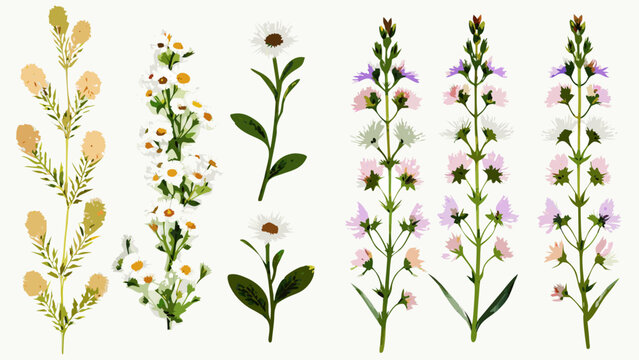 Floral ornament collection with varied wildflower stems and blossoms in a pastel colored vector illustration botanical blossom bloom branch bud celestial