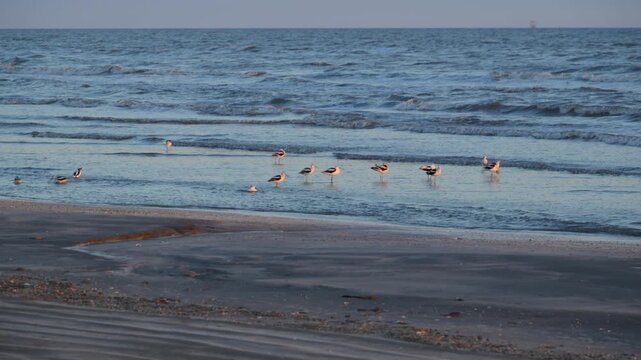 Louisiana, wide sandy shoreline of the Gulf of Mexico at sunset in the evening light. A Sanderling (Calidris alba)