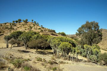Candelabra Euphorbia Trees in the Danakil Region, Ethiopia © Jeppo75