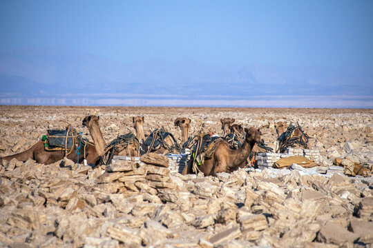 Camel Caravan Resting on the Salt Flats of Dallol, Ethiopia