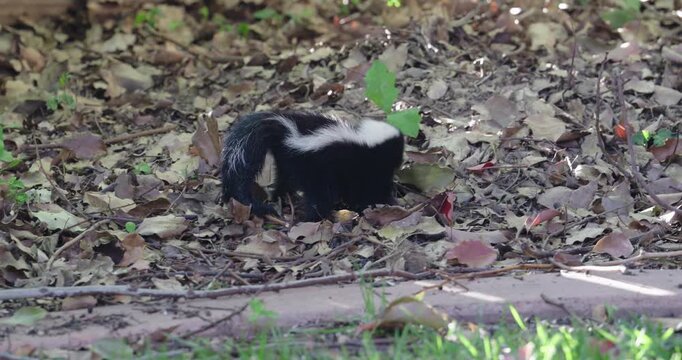 A young baby skunk searching for food under dry autumn leaves