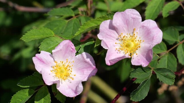 Close up of a Dog Rose (Rosa canina), blown by the wind