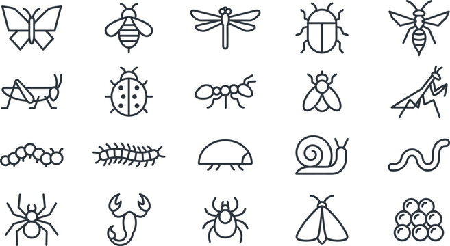 Assorted insects and bugs in black and white vector illustration with line art, line drawing