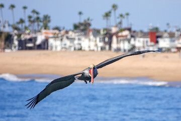 Pelican Newport Beach © David