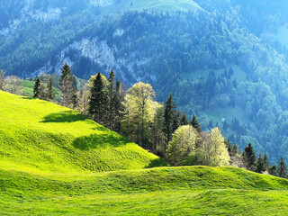 Alpine meadows and pastures on the slopes of the Uri Alps mountain massif and in the alpine valley Melchtal - Canton of Obwalden, Switzerland (Kanton Obwald, Schweiz) © Mario