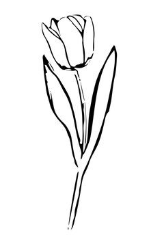 Tulip Line Art Vector Illustration Minimal Floral Botanical  scketch