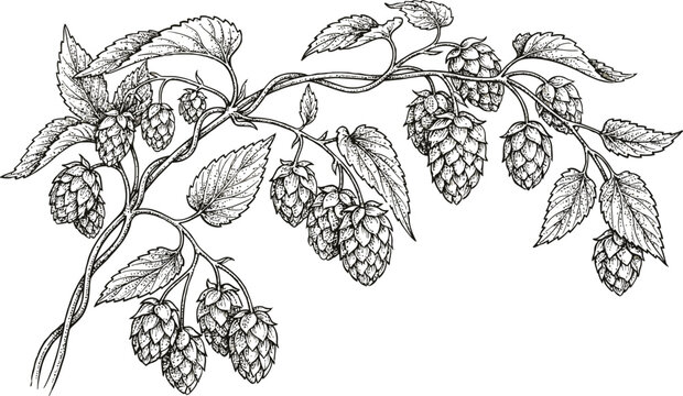 Vintage hop vine botanical engraving detailed floral branch decorative illustration artwork