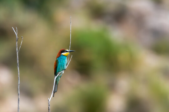 European Bee Eater (Merops apiaster) Perched on a Branch Searching for Food