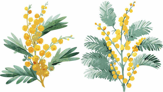 Two watercolor illustrations depicting mimosa branches with yellow spherical flower heads and fern like foliage acacia dealbata botanical art illustration branch