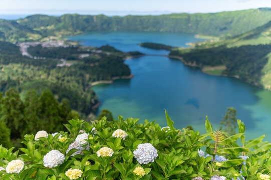 Scenic view of Sete Cidades crater lakes with blooming white hydrangeas in the foreground in the Azores