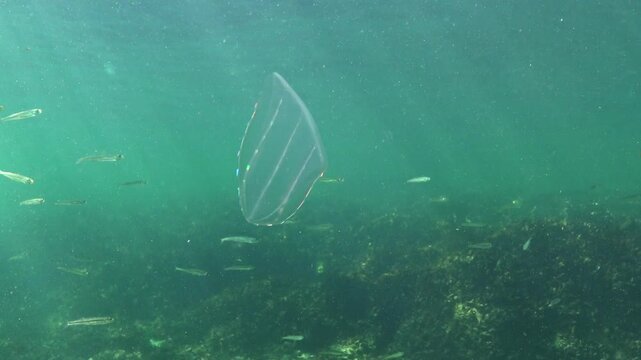 Black Sea, the ctenophore Beroe ovata swimming in the water column against a backdrop of a shoal of fish