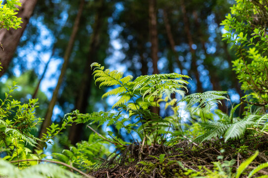 Vibrant green ferns growing on a lush forest floor with tall trees in the Azores
