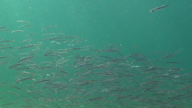 Black Sea, Large school of small fish Mediterranean sand eel Gymnammodytes cicerelus