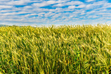 Obraz premium Scenic view at beautiful summer sunset in a wheaten shiny field with golden wheat and sun rays, deep blue cloudy sky and bright colorful clouds, valley landscape