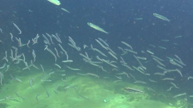 Black Sea, Large school of small fish Mediterranean sand eel Gymnammodytes cicerelus