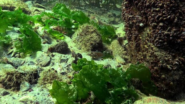 Black Sea - underwater habitat with macroalgae and macrophytes; gobiid fishes (Gobiidae) occurring among submerged vegetation